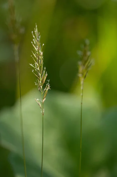 Grama Verde Floresta — Fotografia de Stock