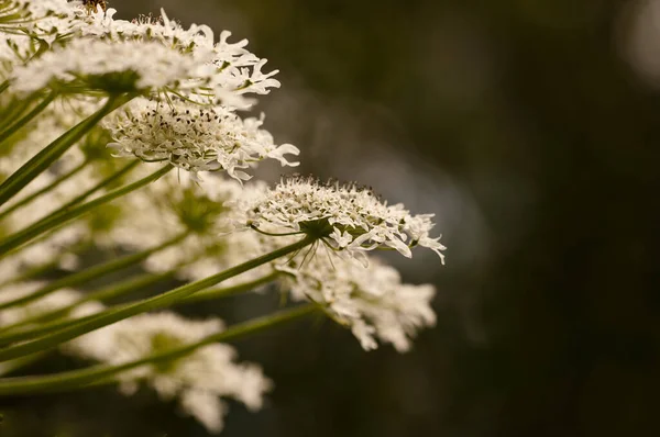 Nahaufnahme Einer Blume Einer Pflanze — Stockfoto