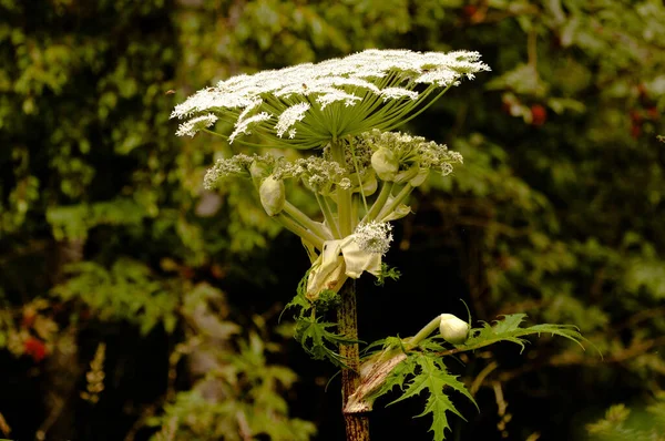 Vacker Botanisk Skott Naturliga Tapeter — Stockfoto