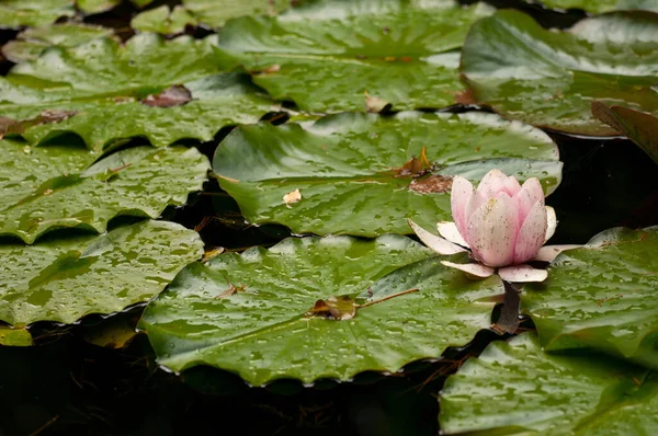 Лепестки Цветов Водяной Лилии Флора Пруда — стоковое фото