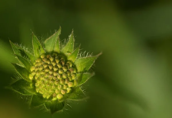 Bel Colpo Botanico Carta Parati Naturale — Foto Stock