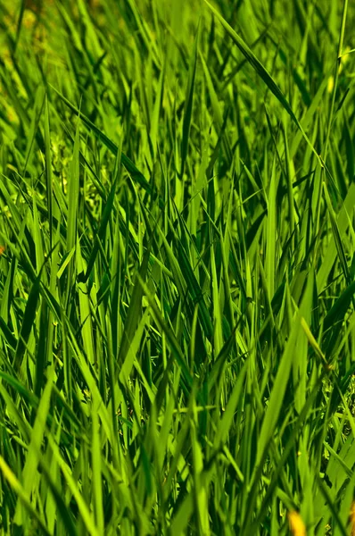 Green Grass Background Texture — Stock Photo, Image