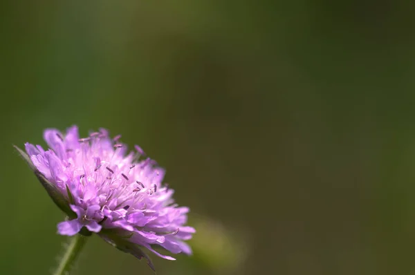 Krásné Fialové Květy Zahradě — Stock fotografie