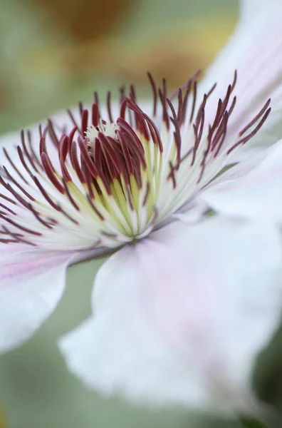 Clematis Flower Petals Flora — Stock Photo, Image