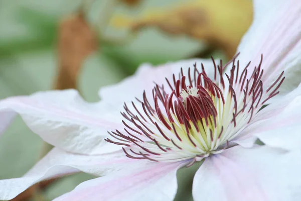 Flora Pétalas Flores Botânica — Fotografia de Stock