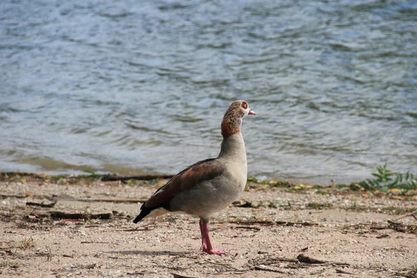 Aussichtsreiche Aussicht Auf Schöne Vögel Der Natur — Stockfoto