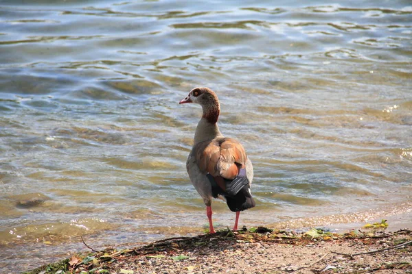 Vacker Utsikt Över Vacker Fågel Naturen — Stockfoto