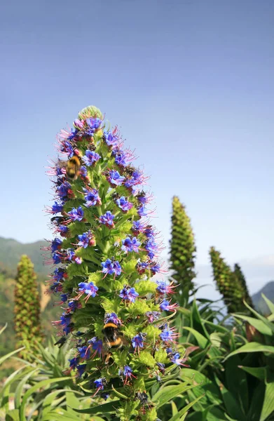 Madeira Büszkesége — Stock Fotó