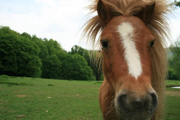 Landleben Selektiver Fokus — Stockfoto