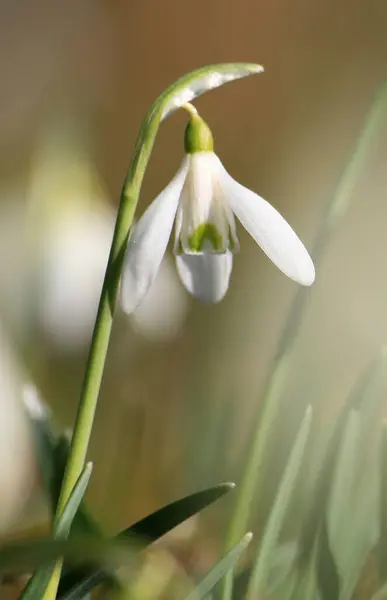 Printemps Fleurs Chute Neige Flore — Photo