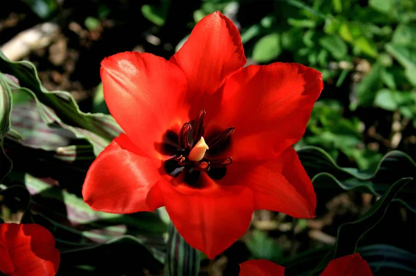 Fleurs Tulipes Dans Prairie Flore Printemps — Photo