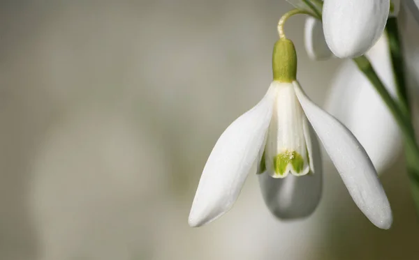 Krople Śniegu Pierwszy Wiosenny Kwiat — Zdjęcie stockowe