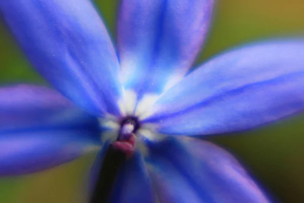 Piękne Botaniczne Ujęcie Naturalna Tapeta — Zdjęcie stockowe