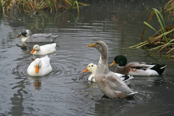 Observation Des Oiseaux Oiseau Mignon Nature Sauvage — Photo