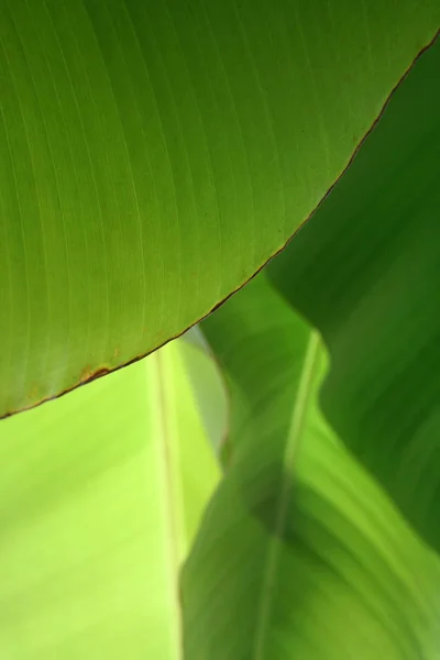 Schöne Botanische Aufnahme Natürliche Tapete — Stockfoto