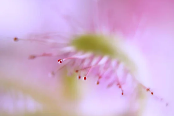 Sonnentau Rosa Licht — Stockfoto