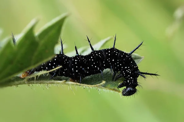 Caterpillar Peacock Butterfly — Stock Photo, Image