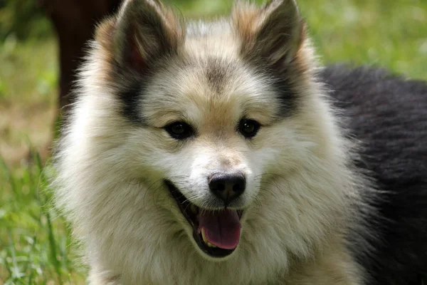 Islandhund Weißer Haariger Hund — Stockfoto