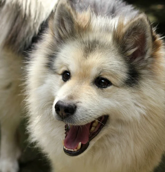 Iceland Dog Fehér Szőrös Kutya — Stock Fotó