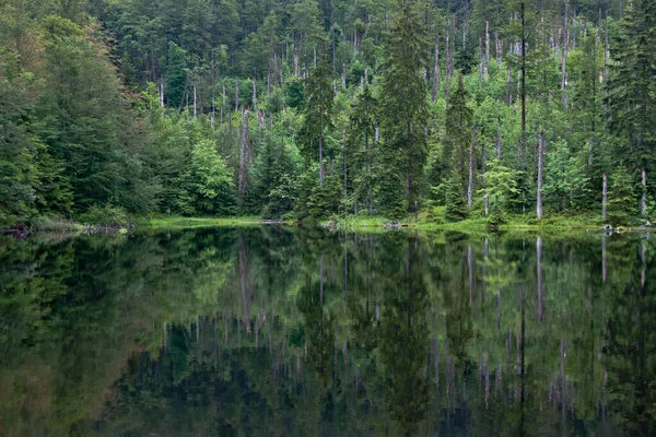 Orman Gölü Ufaklığın Üst Kısımlarında — Stok fotoğraf