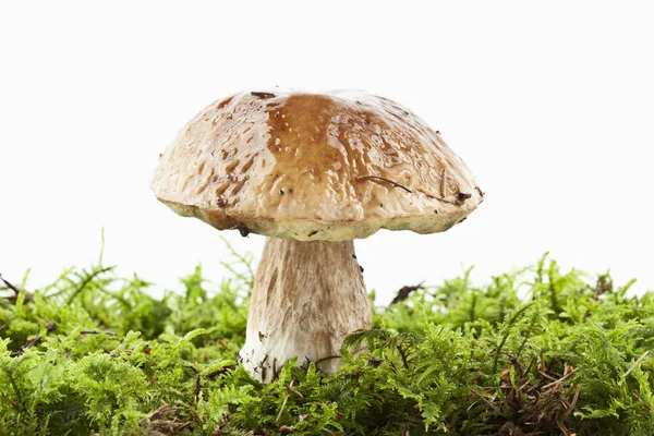 Smrk Bolete Boletus Edulis — Stock fotografie