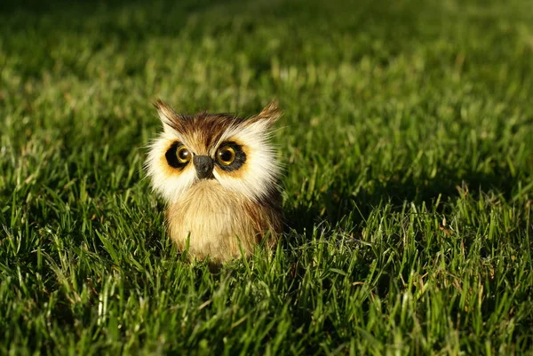 Petite Chouette Dans Herbe — Photo