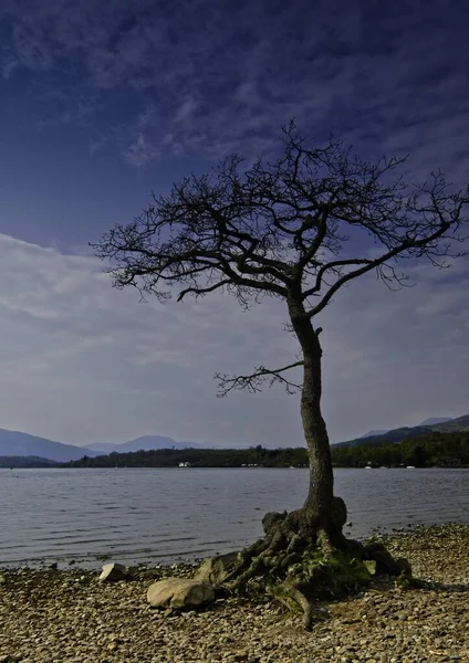 Árvore Costa Loch Lomond — Fotografia de Stock