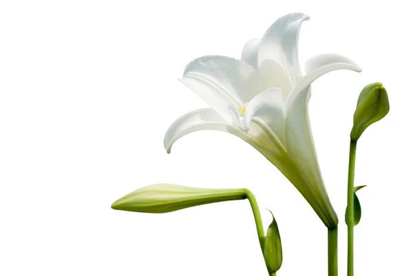 Isolierte Wilde Weiße Lilie Mit Weißem Hintergrund — Stockfoto