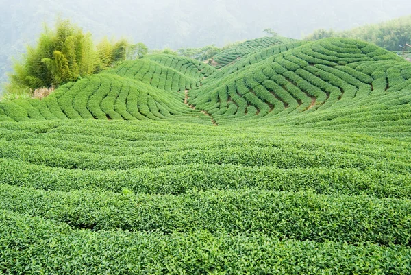 亚洲山上满是茶树 — 图库照片