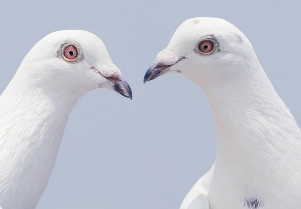Paar Weißer Tauben Schauen Einander — Stockfoto