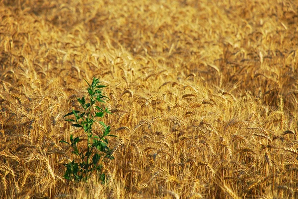 Wheat Field Countryside Agriculture Farmland — Stock Photo, Image