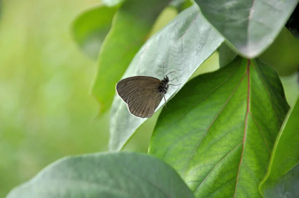 Close Bug Natureza Selvagem — Fotografia de Stock