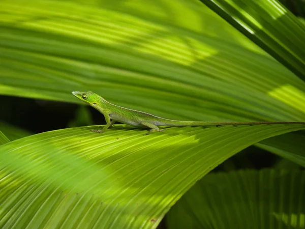 Lagartija Silvestre Exótica Animal Subrepticio —  Fotos de Stock