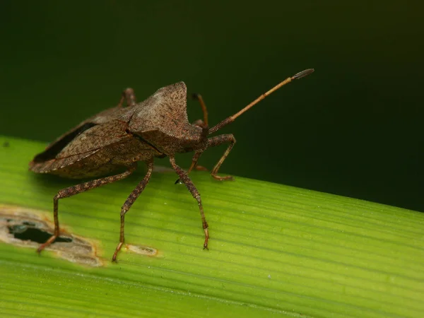 Közelkép Bug Vad Természet — Stock Fotó