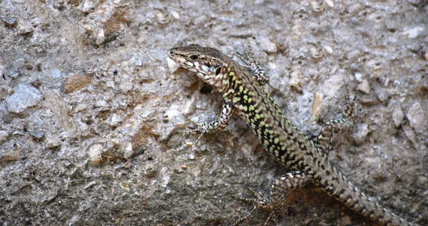 Primo Piano Della Lucertola Habitat Concetto Natura Selvaggia — Foto Stock