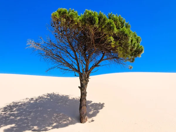 Moving Sand Dune Covers Tree Punta Paloma Tarifa Andalusia Spain — Stock Photo, Image