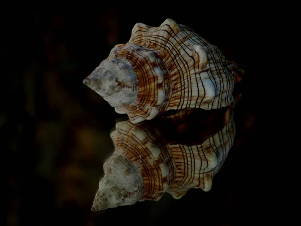 Zee Schelp Aquatische Slakkensoort — Stockfoto