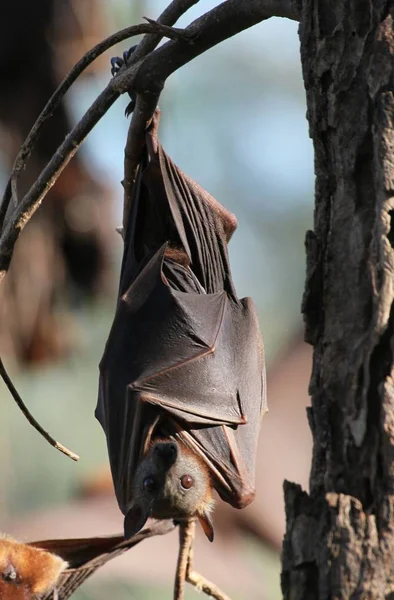 Zorro Volador Animal Pteropus —  Fotos de Stock