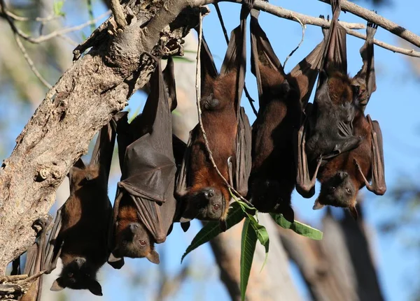 Animali Giovani Attenzione Selettiva — Foto Stock