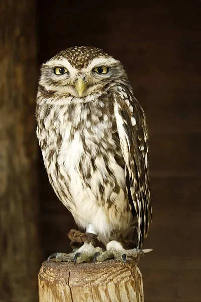 Kleine Uilenvogel Fauna Vogelveren — Stockfoto