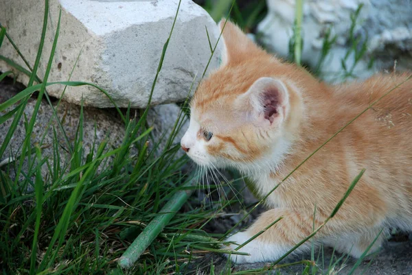Bahçedeki Kırmızı Kedi Yavrusu — Stok fotoğraf