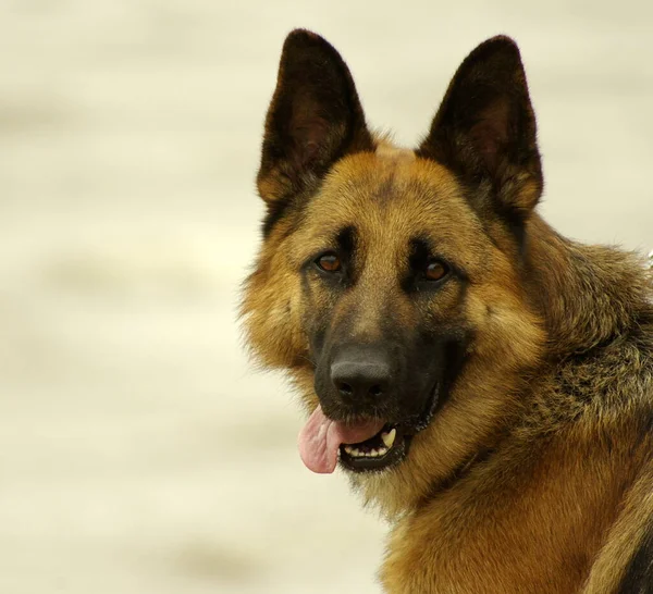 Porträt Eines Süßen Hundes — Stockfoto