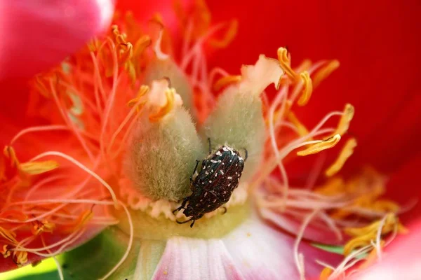 Chrząszcz Różany Oxythyrea Funesta Kwiatach Czerwonych — Zdjęcie stockowe