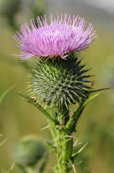 Makro Oštěp Bodlák Cirsium Vulgare Také Volal Býčí Bodlák Pískavice — Stock fotografie