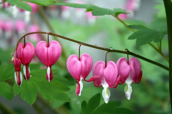 Tårande Hjärta Lamprocapnos Spectabilis — Stockfoto