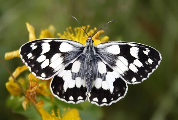 チェスボード Melargia Galatha 聖ヨハネのヨモギ — ストック写真