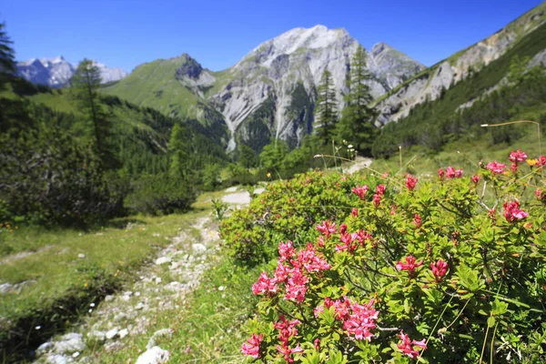 Hermoso Paisaje Montaña Con Flores Plantas —  Fotos de Stock