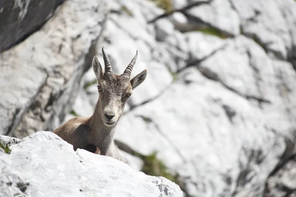 Ibex Animal Nature Fauna — Stock Photo, Image