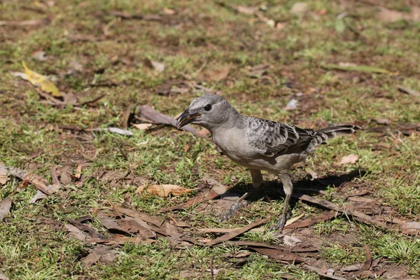 Schilderachtig Uitzicht Prachtige Vogel Natuur — Stockfoto