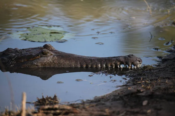 Crocodile Reptile Dangereux Animal — Photo